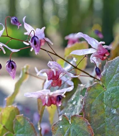 Epimedium, an ingredient in AlphaFuel Pro