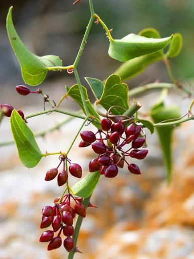 Sarsaparilla, an ingredient in AlphaFuel Pro