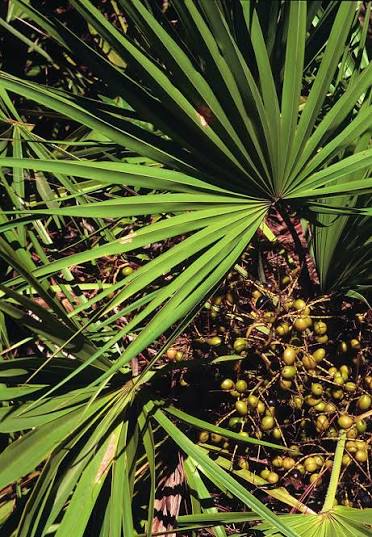 Saw Palmetto, an ingredient in AlphaFuel Pro