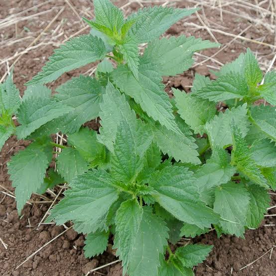 Stinging Nettle, an ingredient in AlphaFuel Pro